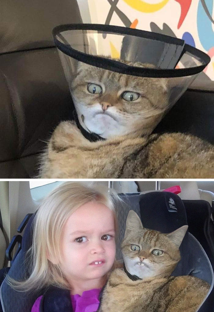 Este gato en un cono