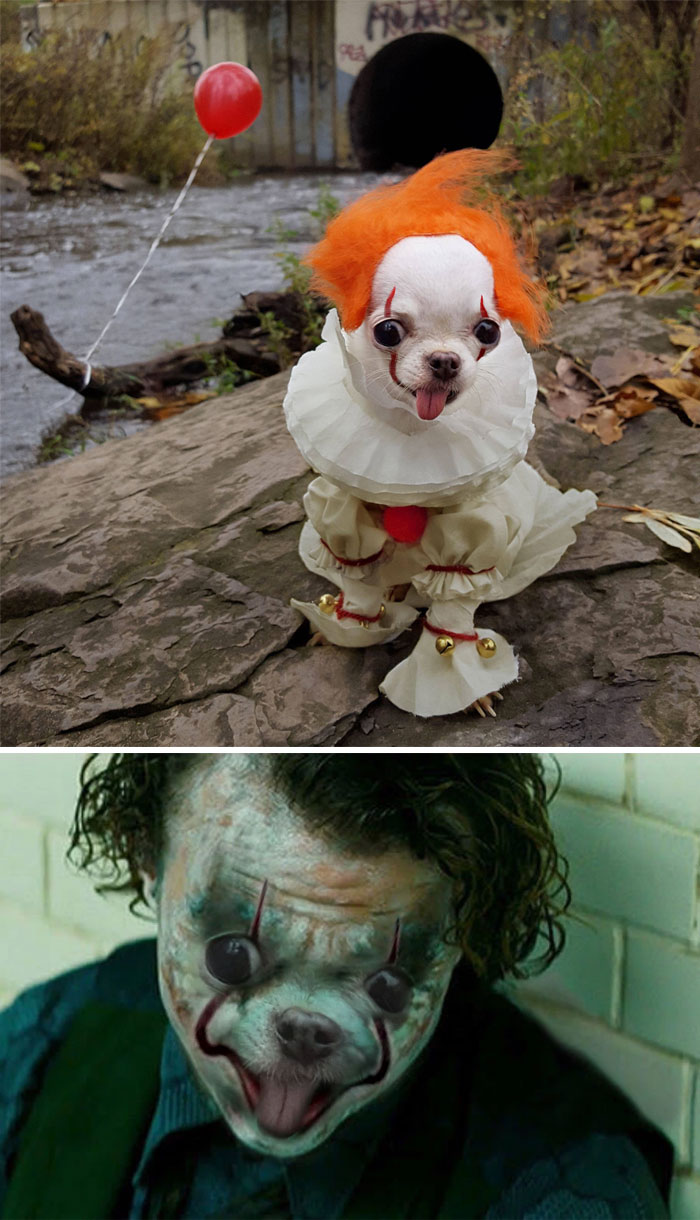 Este perro disfrazado de Pennywise