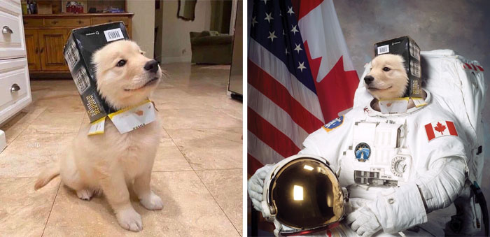 Este perro usando un casco de caja
