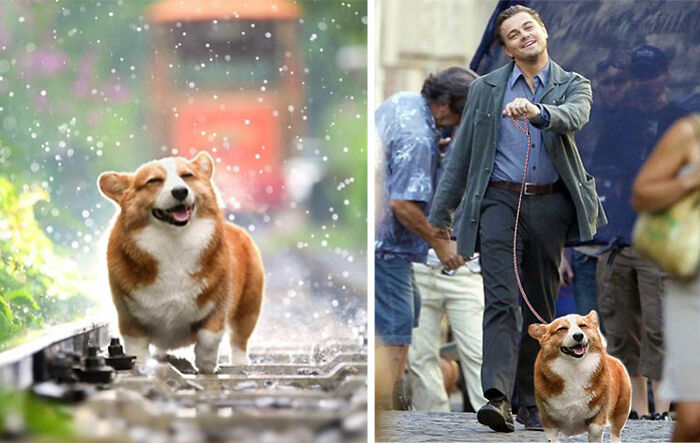 Este corgi feliz caminando por las vías del tren