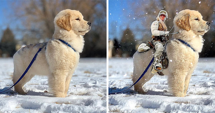 Cachorro en la nieve