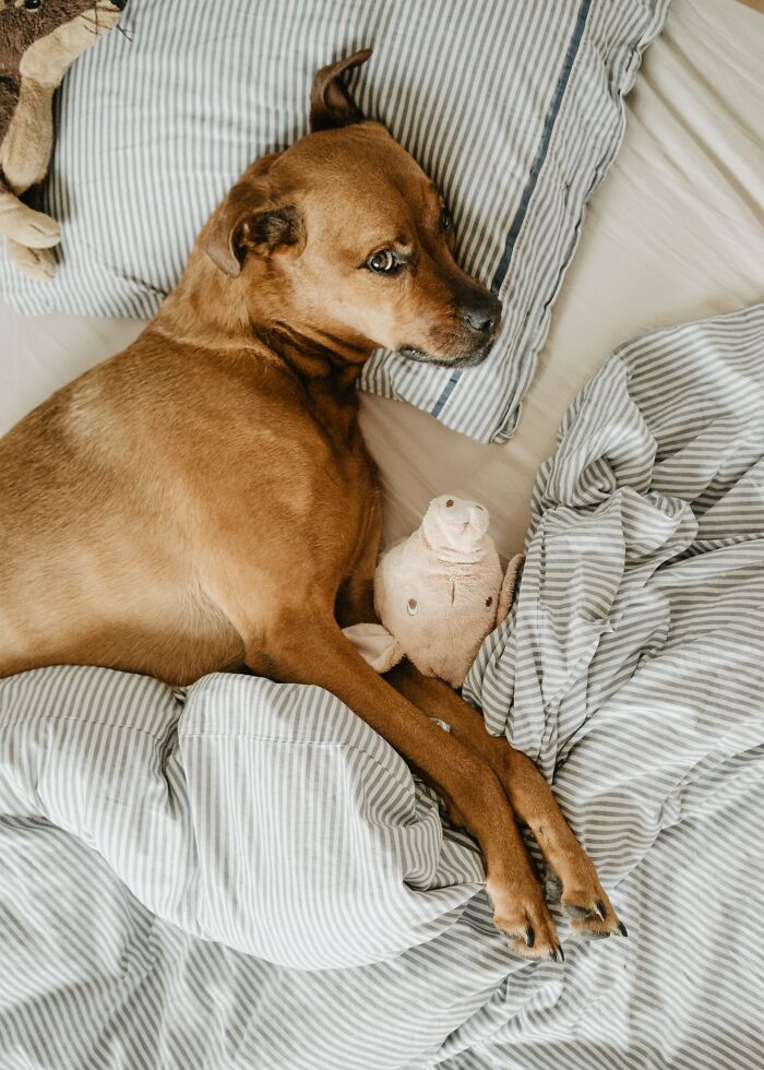 20 Mascotas que sorprendieron a sus dueños demostrando lo inteligentes que pueden llegar a ser