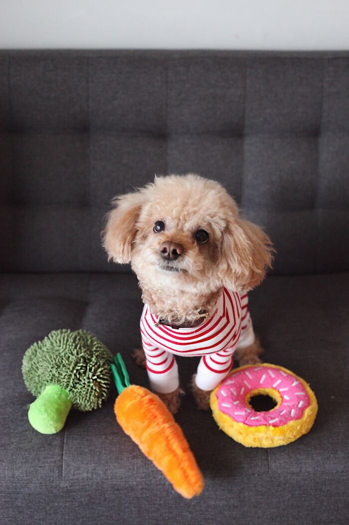 20 Mascotas que sorprendieron a sus dueños demostrando lo inteligentes que pueden llegar a ser