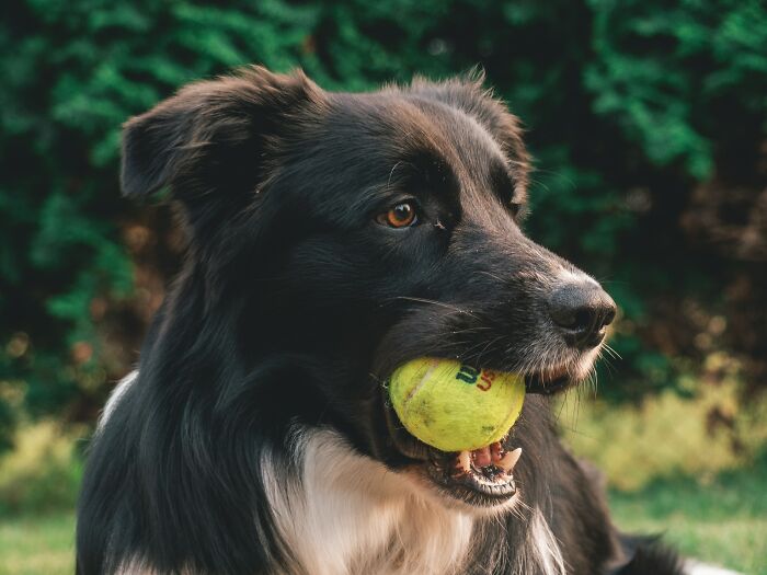 20 Mascotas que sorprendieron a sus dueños demostrando lo inteligentes que pueden llegar a ser