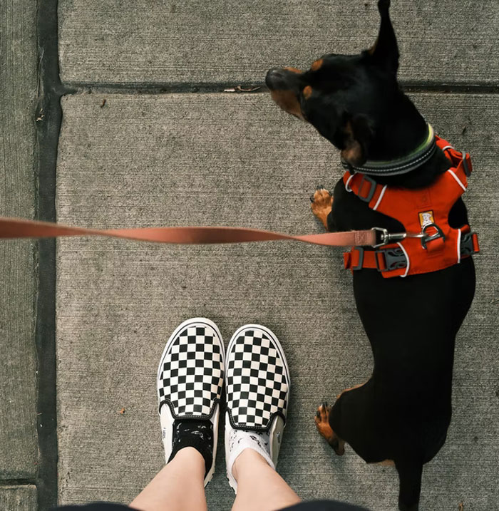 Estos caseros exigen a sus inquilinos que hagan una prueba de ADN a sus perros para averiguar quién no recoge las cacas