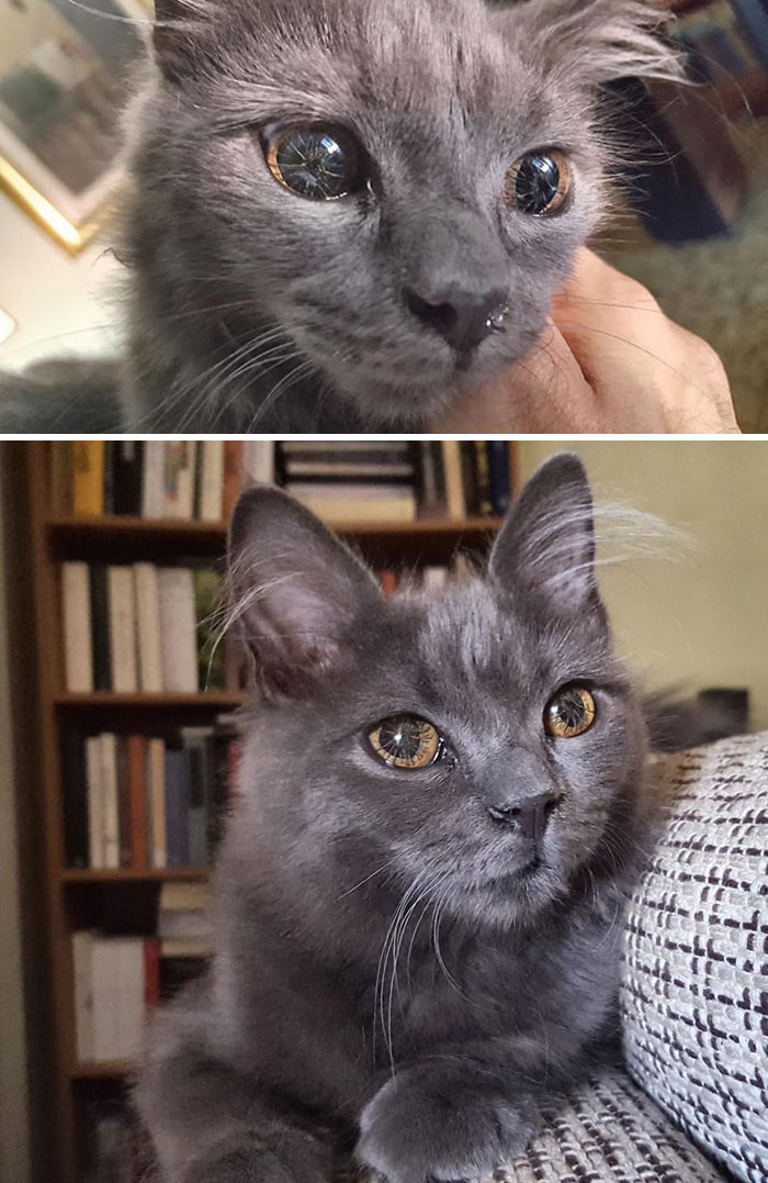 Mi gata tiene una mutación genética que hace que sus ojos se vean raros, aunque su visión es perfecta 