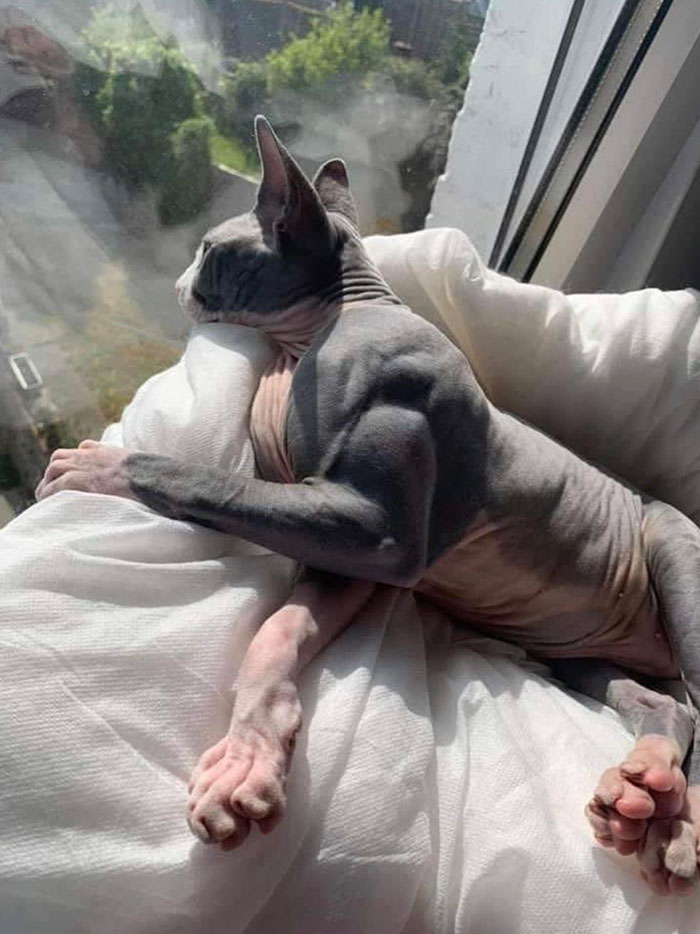 Un gato doméstico que sufre de hipertrofia muscular relacionada con la miostatina: una rara enfermedad que hace que los músculos crezcan excesivamente 