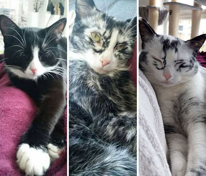 Elli nació con manchas que parecían un smoking y en 3 años se volvió casi completamente blanca debido al vitíligo