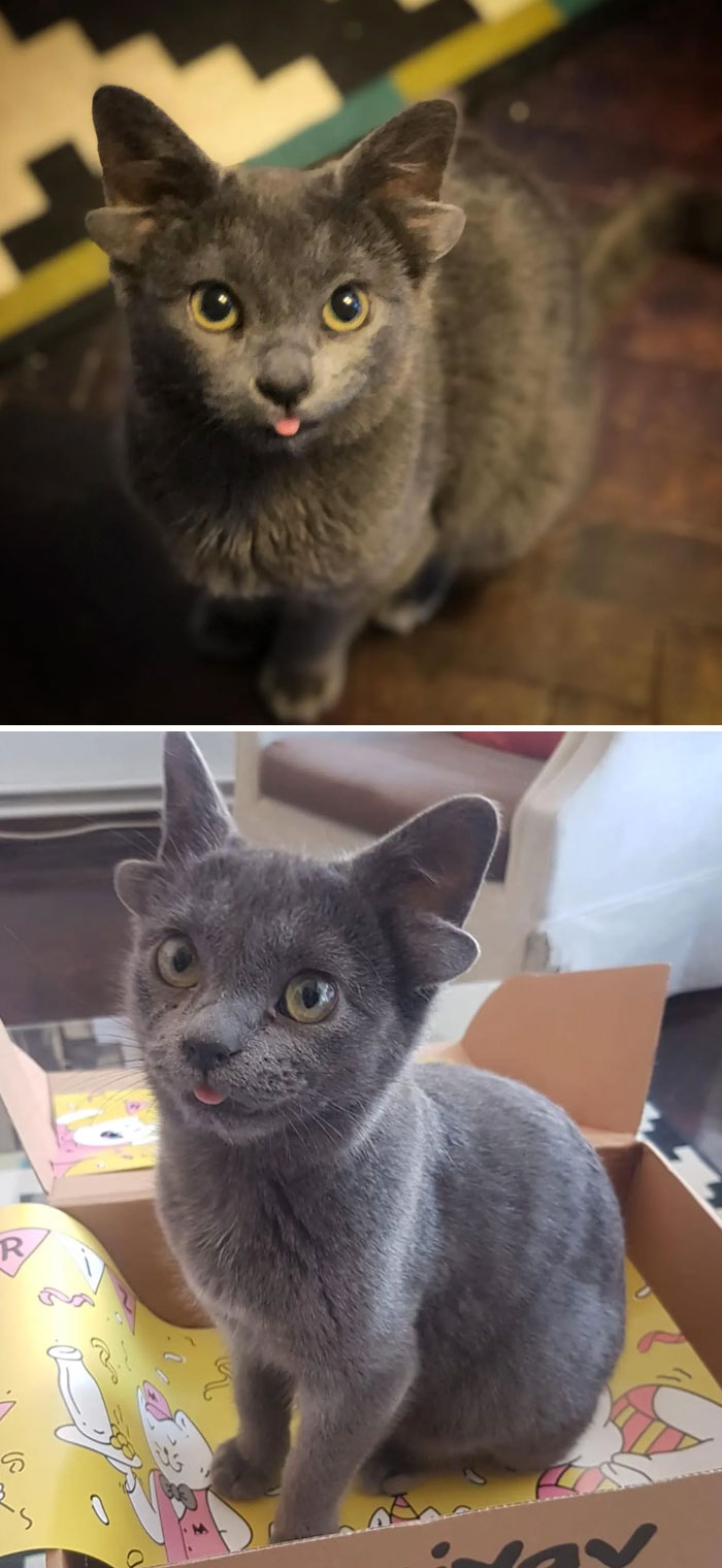 Un gato con 4 orejas