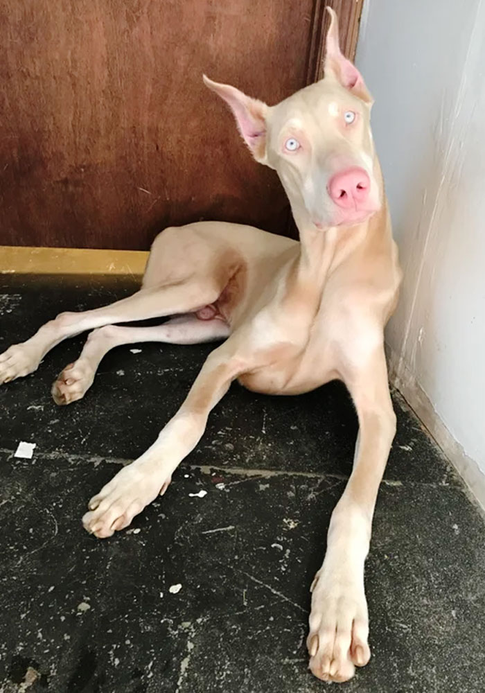 Spade, el dóberman albino