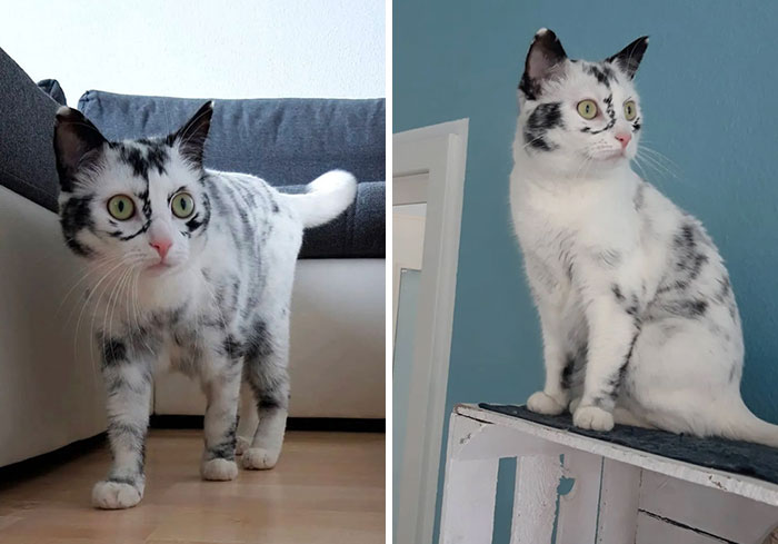 Soy un pequeño tigre… con vitiligo
