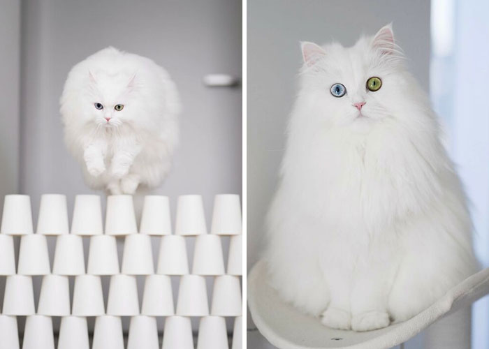 Esta gata se vuelve viral en las redes sociales al completar desafiantes pruebas de obstáculos