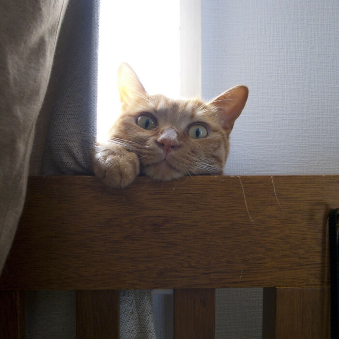Cara