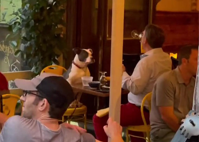 3,8 Millones de personas adoran este video de un hombre que tiene la cena más dulce con su perro