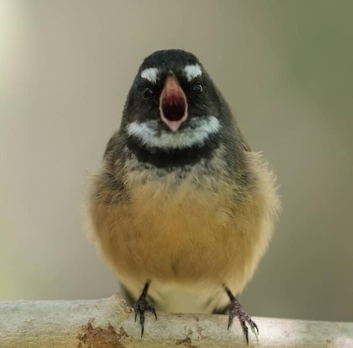 Conseguí una foto de un Pīwakawaka (abanico neozelandés) con el pico abierto y fue una revelación