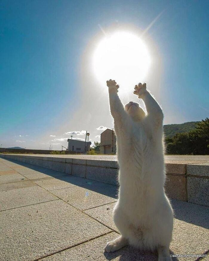 Here Are The 30 Most Jaw-Dropping Animal Photos, As Shared By "The Decisive Moments Magazine"
