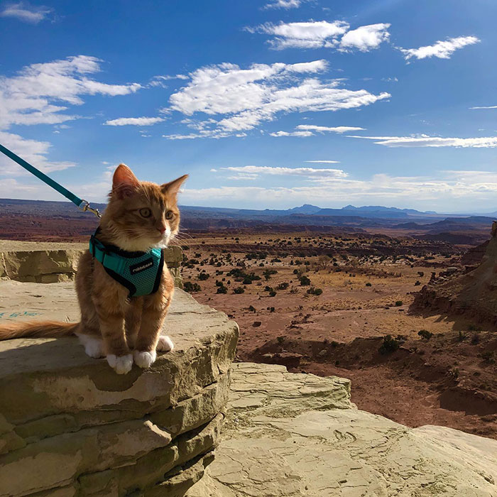 A este gato naranja le encanta vivir todo tipo de aventuras y hacer sonreír a todos los que conoce