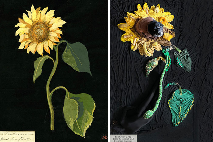 El girasol, 1772-1782 de Mary Delaney contra el Gran Girasol, 2022