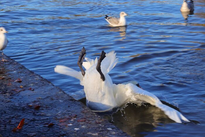 Intenté tomar una foto del cisne, entrando en el agua con gracia y elegancia. No salió del todo bien