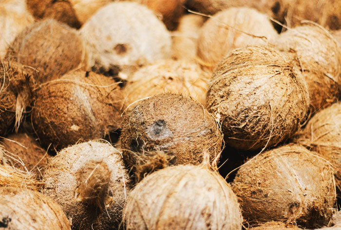 Algunos rituales hindúes implican golpear cocos