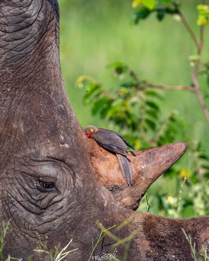 Here Are The 30 Most Jaw-Dropping Animal Photos, As Shared By "The Decisive Moments Magazine"