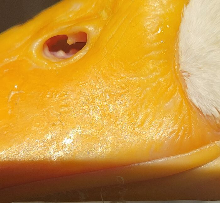 Quería conseguir un buen primer plano de la cara de mi pato feliz. Presioné el ajuste macro por accidente. Así que si alguna vez quisiste ver la nariz de un pato, ¡hoy es tu oportunidad!