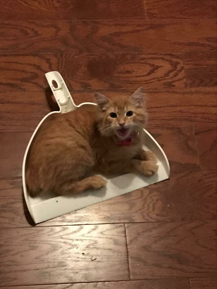 Puse esto en el piso para barrer y sin querer hice una trampa para gatos