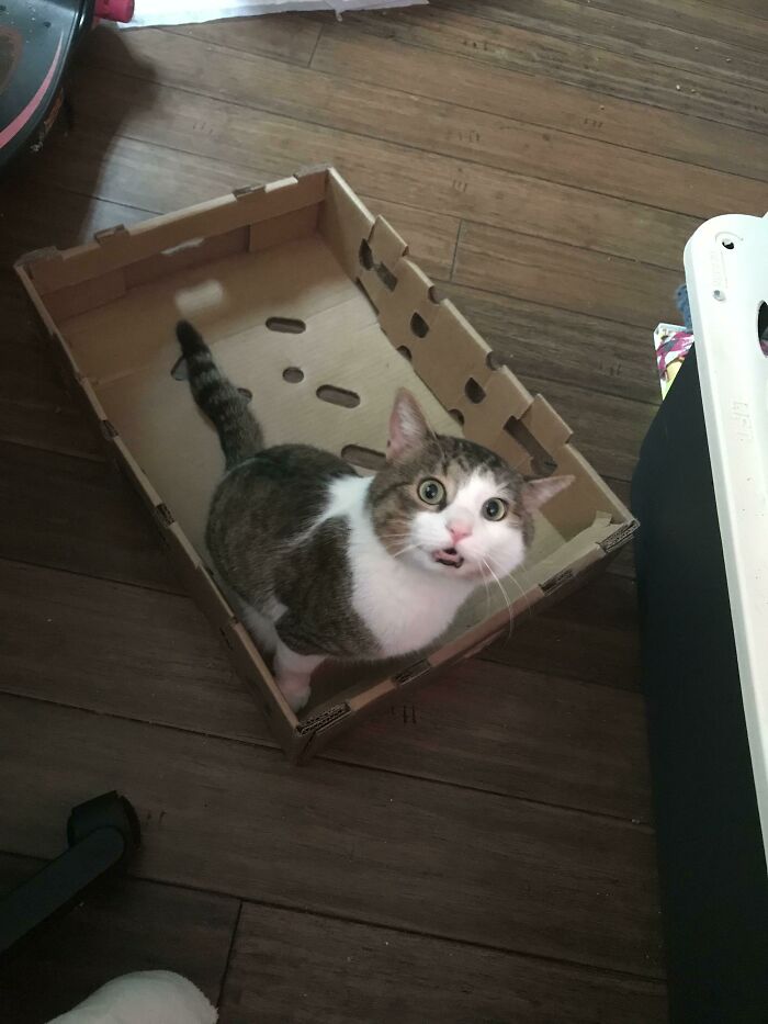 ¡¡Trajo la caja hasta donde yo estaba para mostrame que funcionó!!