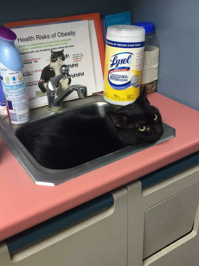 El veterinario me ha dicho que esto es casi una ocurrencia universal