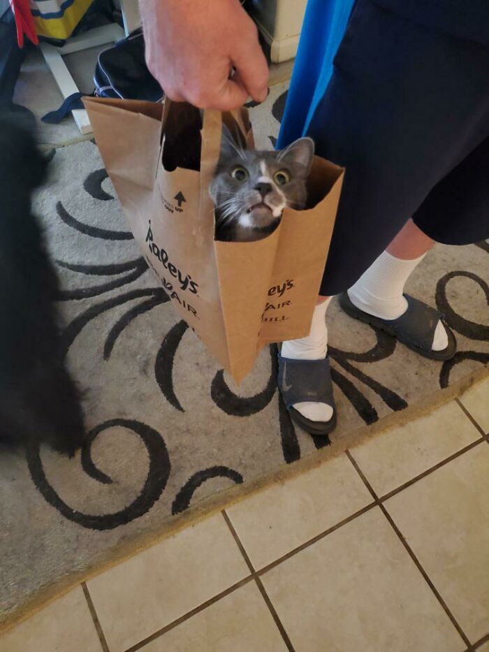 Se dio cuenta de que la bolsa en la que se metió ya no está quieta