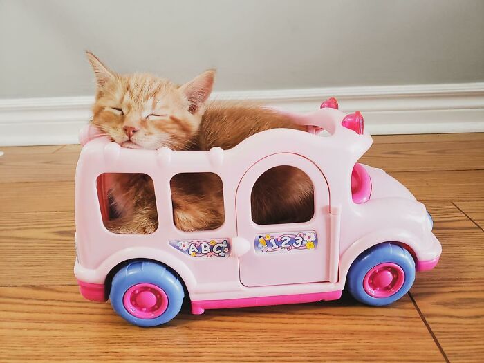 Mi sobrina tiene gatitos pequeños, y su hija dejó uno de sus juguetes en el piso