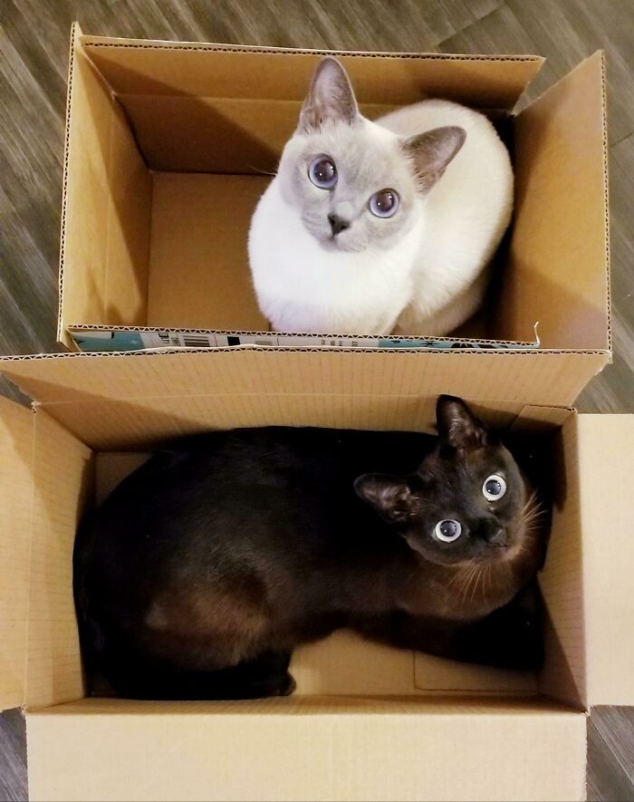Una trampa para cada gato