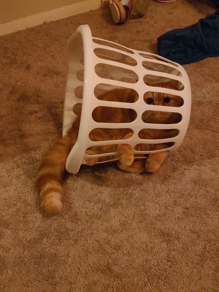 Nunca conocí a un gato al que le gustaran tanto los cestos como a Gary
