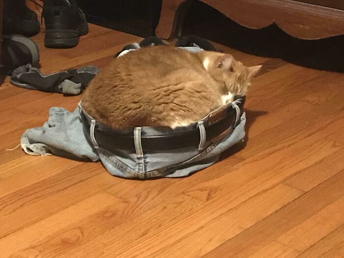 Al gato de la familia le gusta dormir en mis pantalones