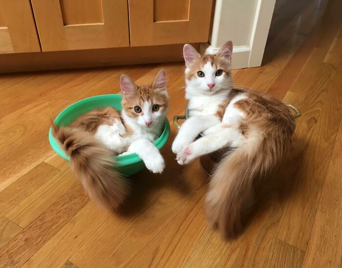 Dos gatos. Dos trampas. Más tarde, dos siestas