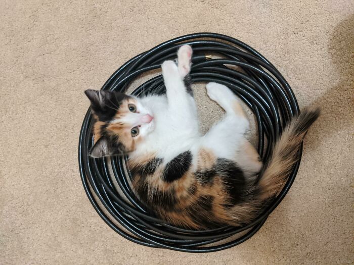 ¿Esto cuenta? Siempre se sienta en el medio de este cable