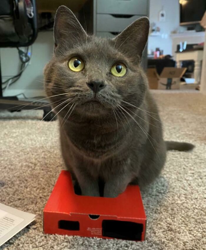 Trampa pequeña para patitas pequeñas