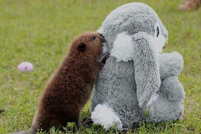 Jugando con su peluche