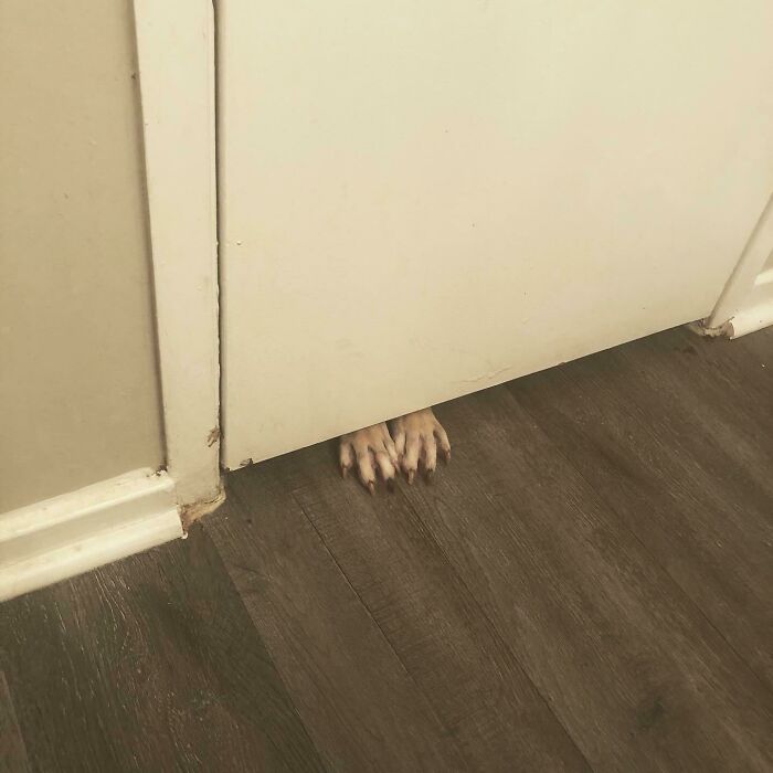 Adopté un perro