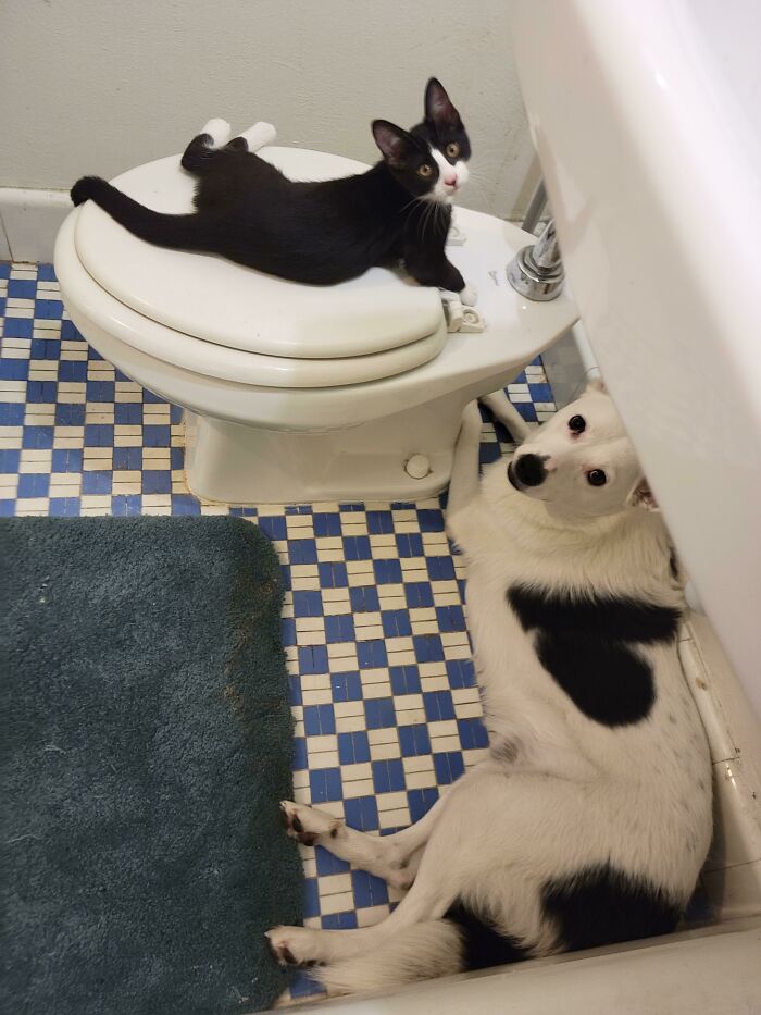 Esto es lo que veo cada vez que estoy a punto de salir de la ducha