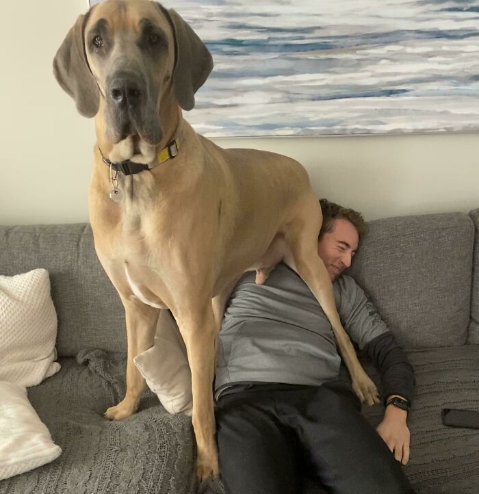 Mi perro no tiene sentido del espacio personal