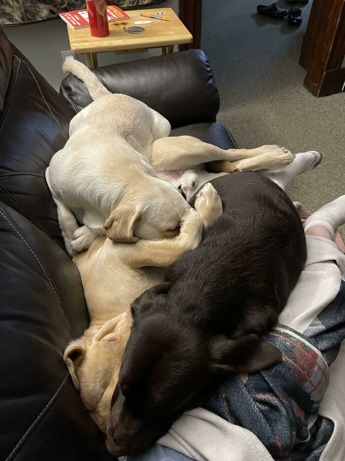 Tratando de enseñarles a los cachorros lo que es el espacio personal. No va nada bien