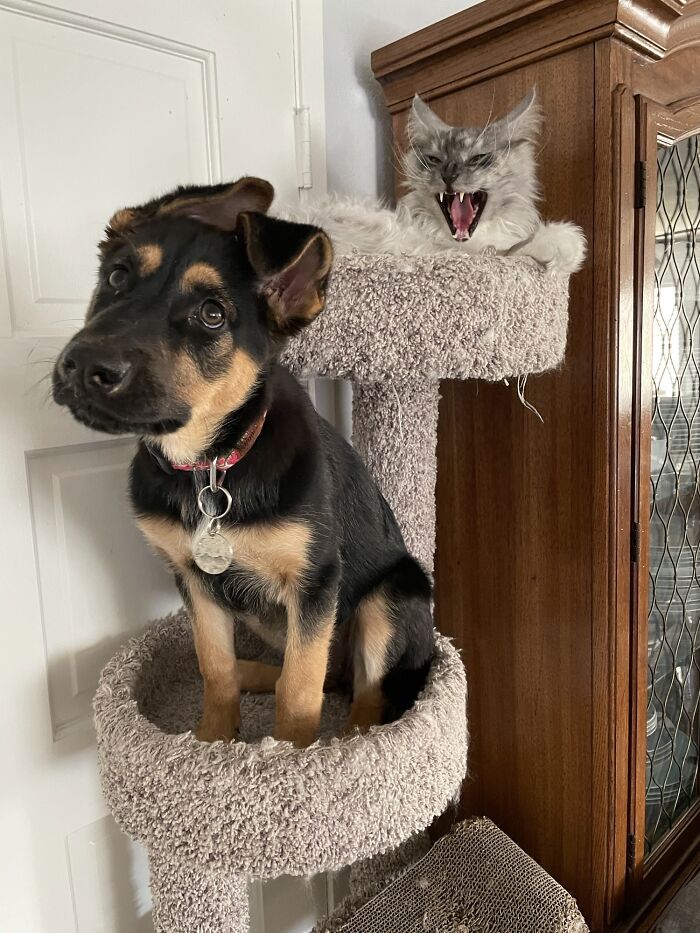 Los árboles rascadores para gatos no son para perros