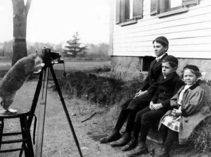 Un gato tomando una foto, 1909