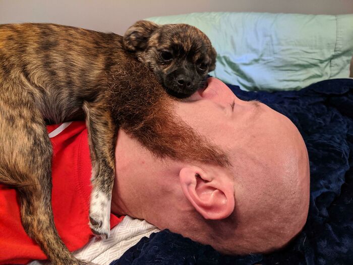 El concepto de espacio personal en nuestro hogar ha cambiado aún más con nuestro segundo perro