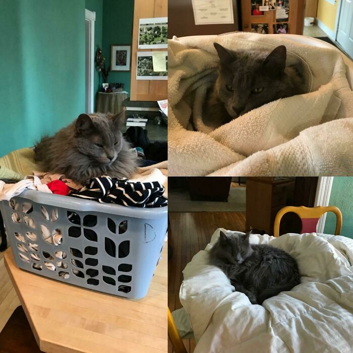 Mi suegra cuida de nuestro gato mientras estamos en el extranjero. Me envía una foto de Steve disfrutando de la ropa recién salida de la secadora cada día de lavado