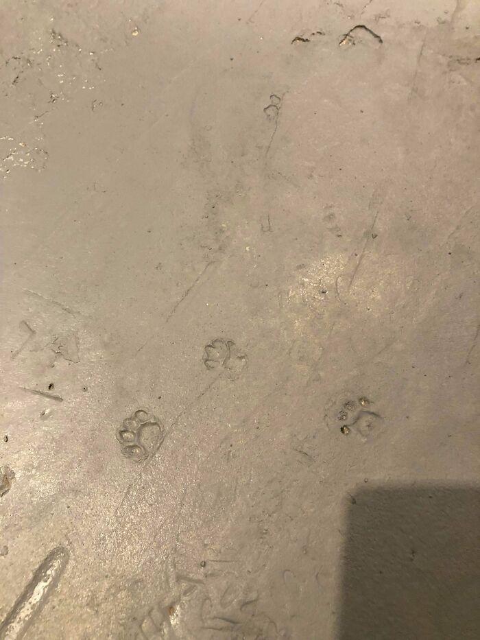 Encontramos unas huellas de gato en el hormigón original de nuestra casa de 116 años