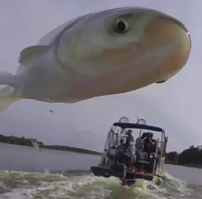 Un pez salta delante de la cámara y crea una divertida imagen