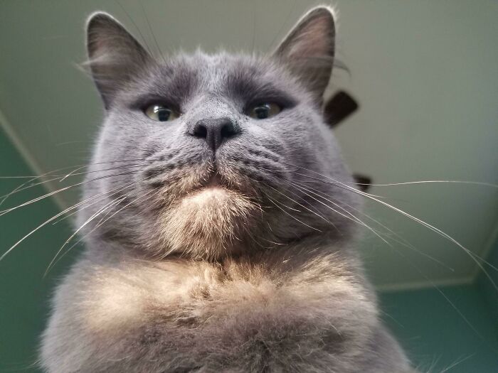 Me desperté con mi gato parado sobre mi pecho mirándome fijamente