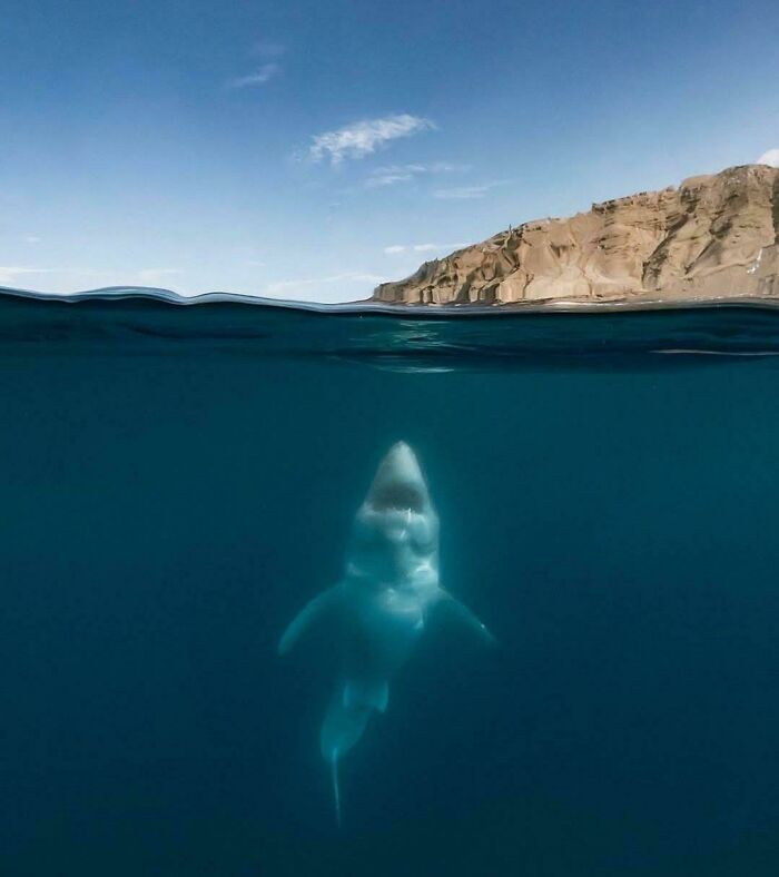 Isla Guadalupe, el lugar más terrorífico del planeta